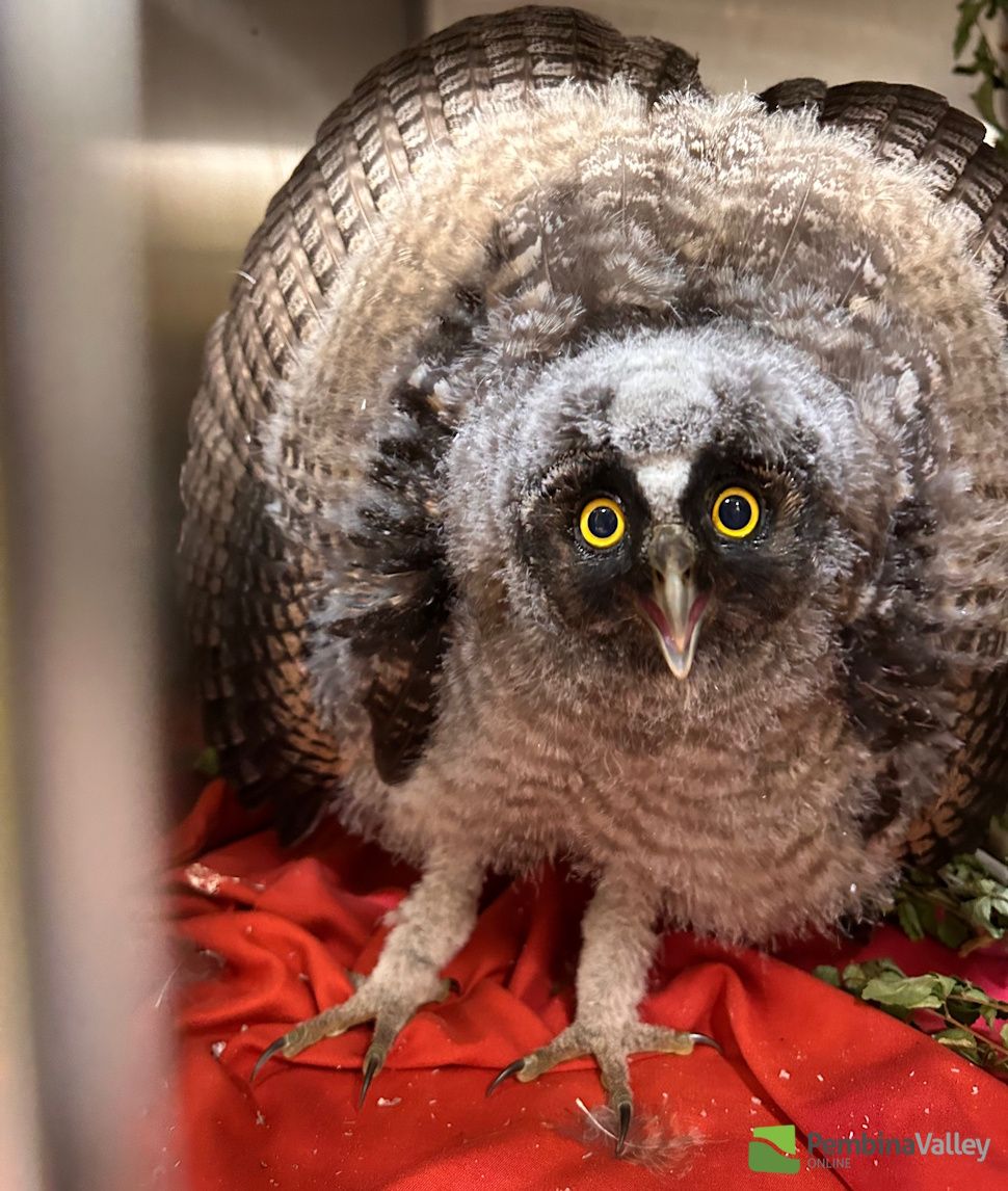 a long-eared owlet